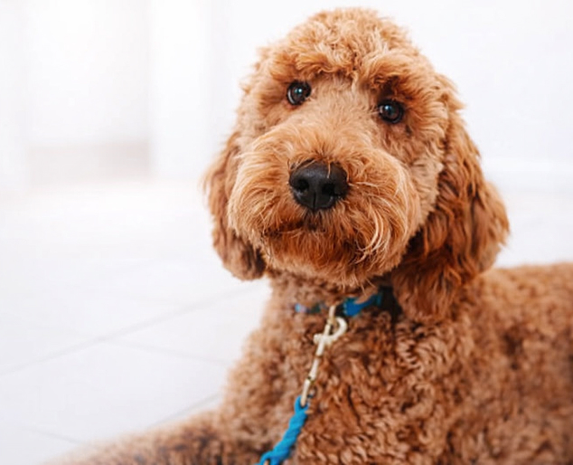 Therapiehund in der Zahnarztpraxis zur Unterstützung angstfreier Behandlung