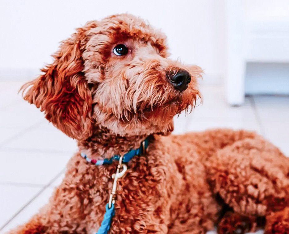 Praxis-Hund in der Zahnarztpraxis schaut zur Seite