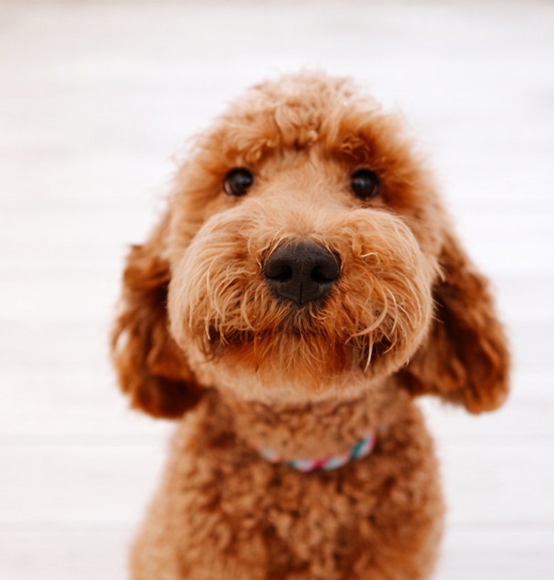 Zahnarzt-Team mit Praxis-Hund in der Zahnarztpraxis